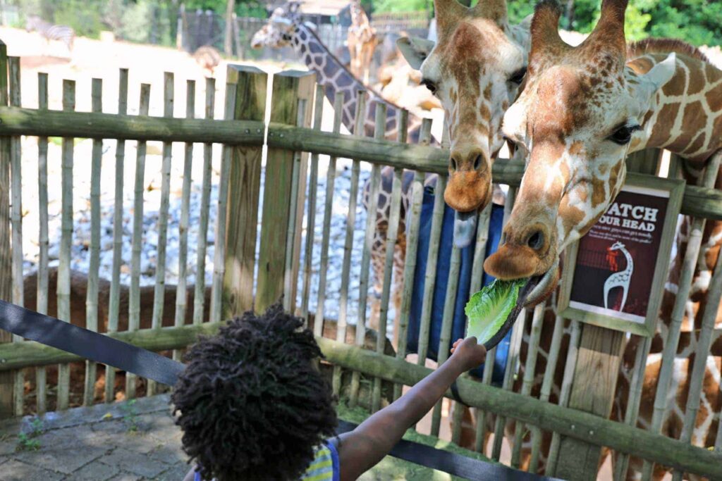 The Best Things To Do In Atlanta With Kids