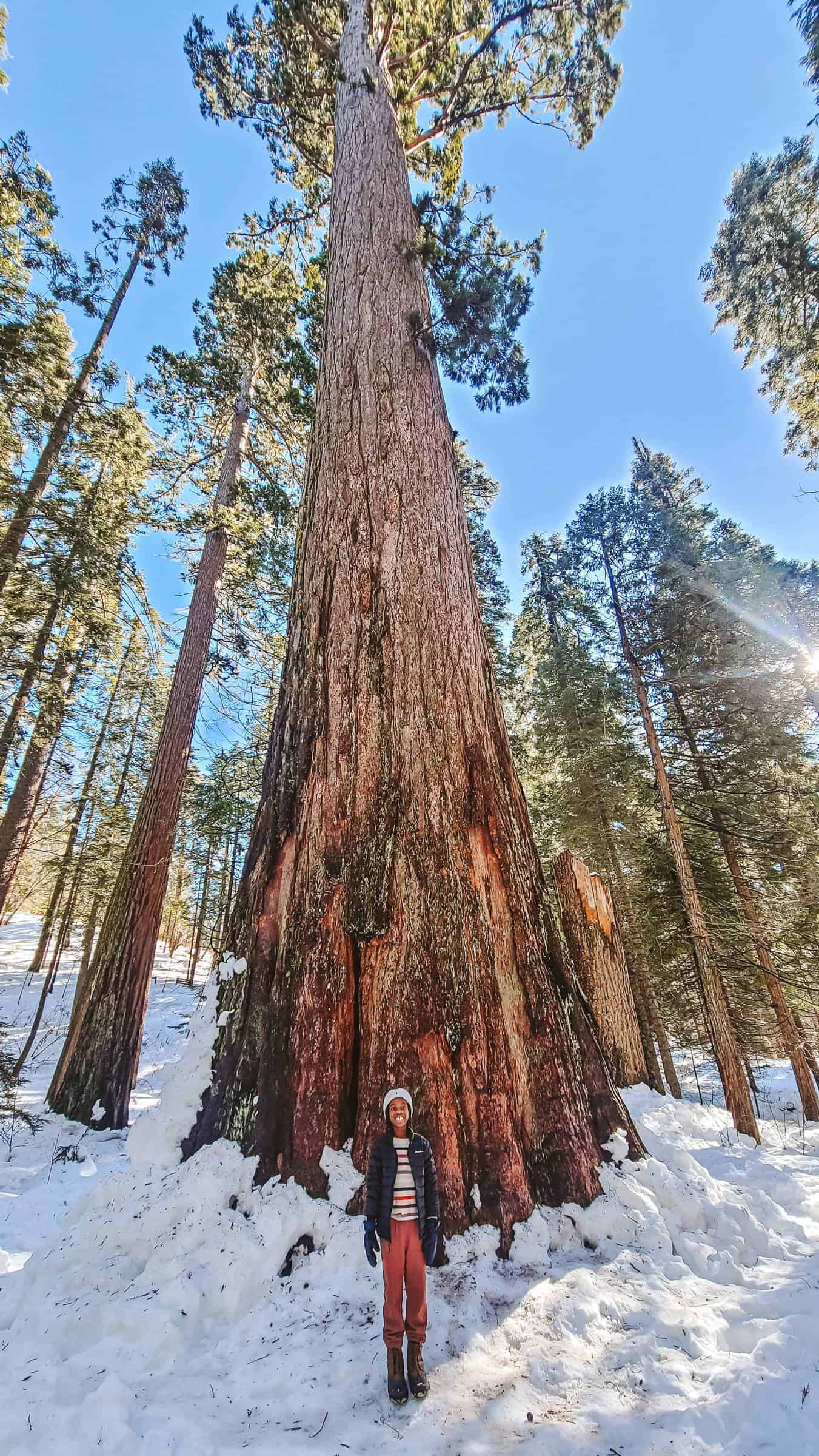 Calaveras Big Trees State with snow in winter
