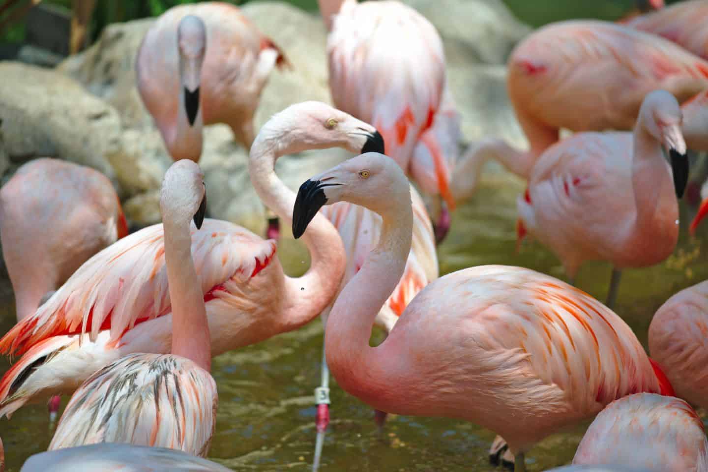 flamingos in Houston | Things to Do in Houston With Kids