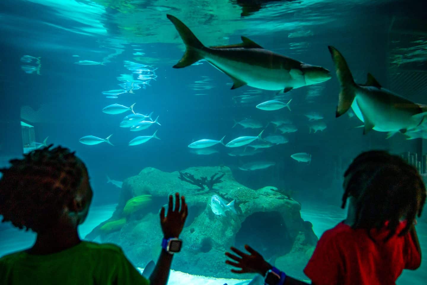 kids enjoying at Florida Keys Aquarium Encounters