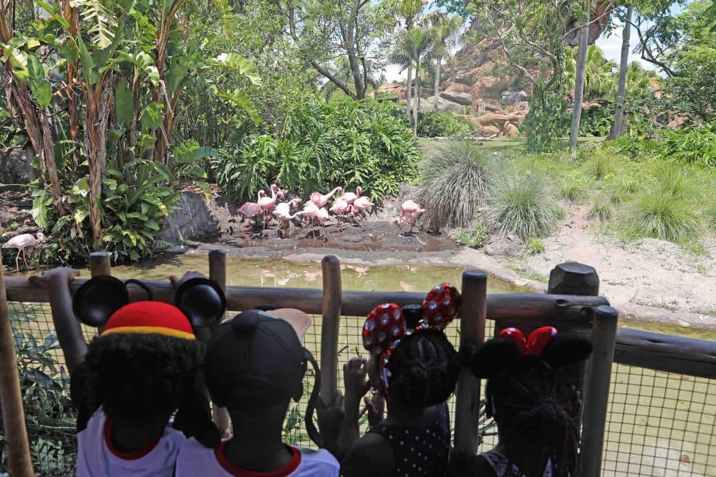 Black Family Travel disney animal kingdom with kids