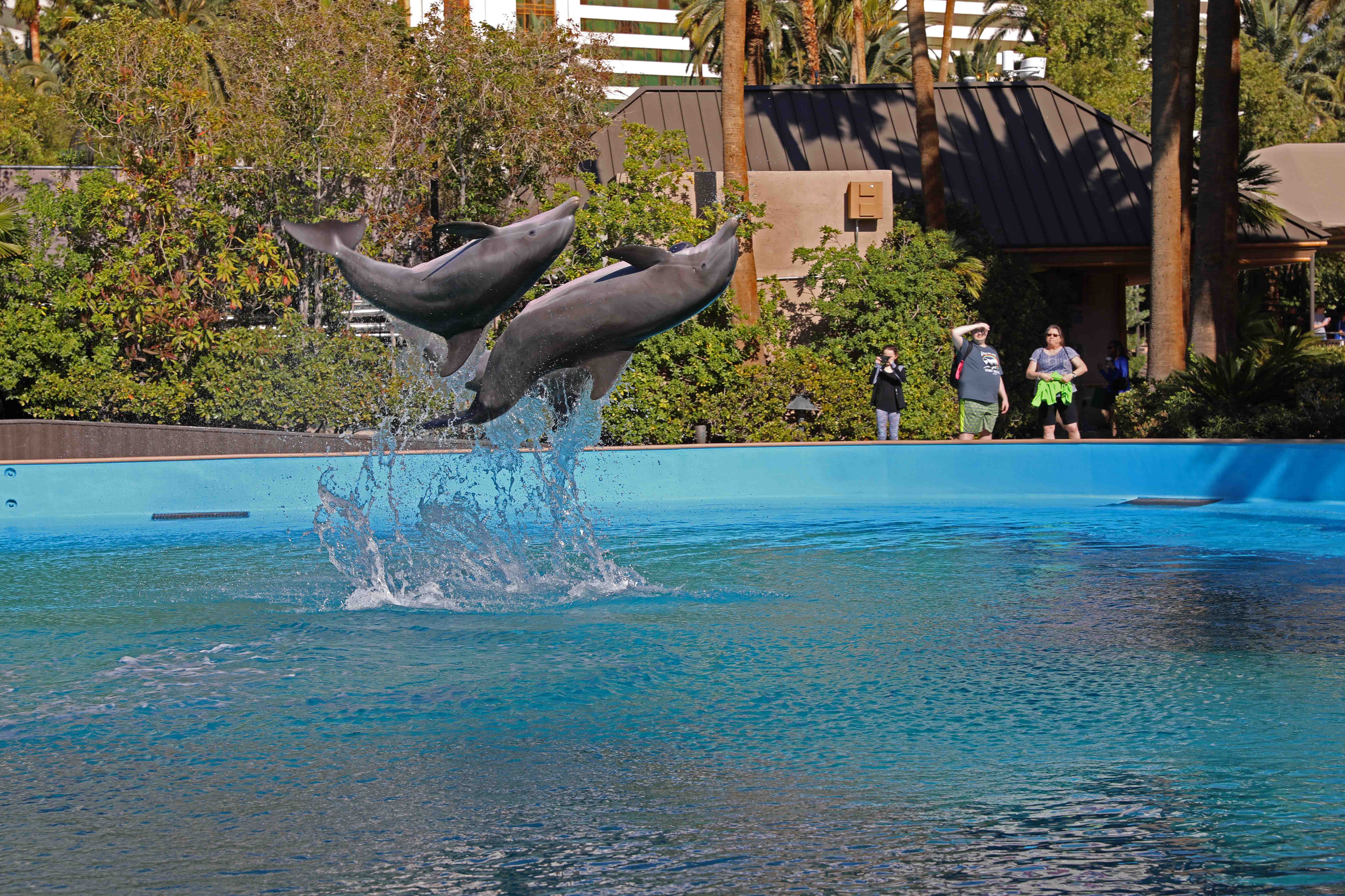 Dolphin Habitat las vegas show