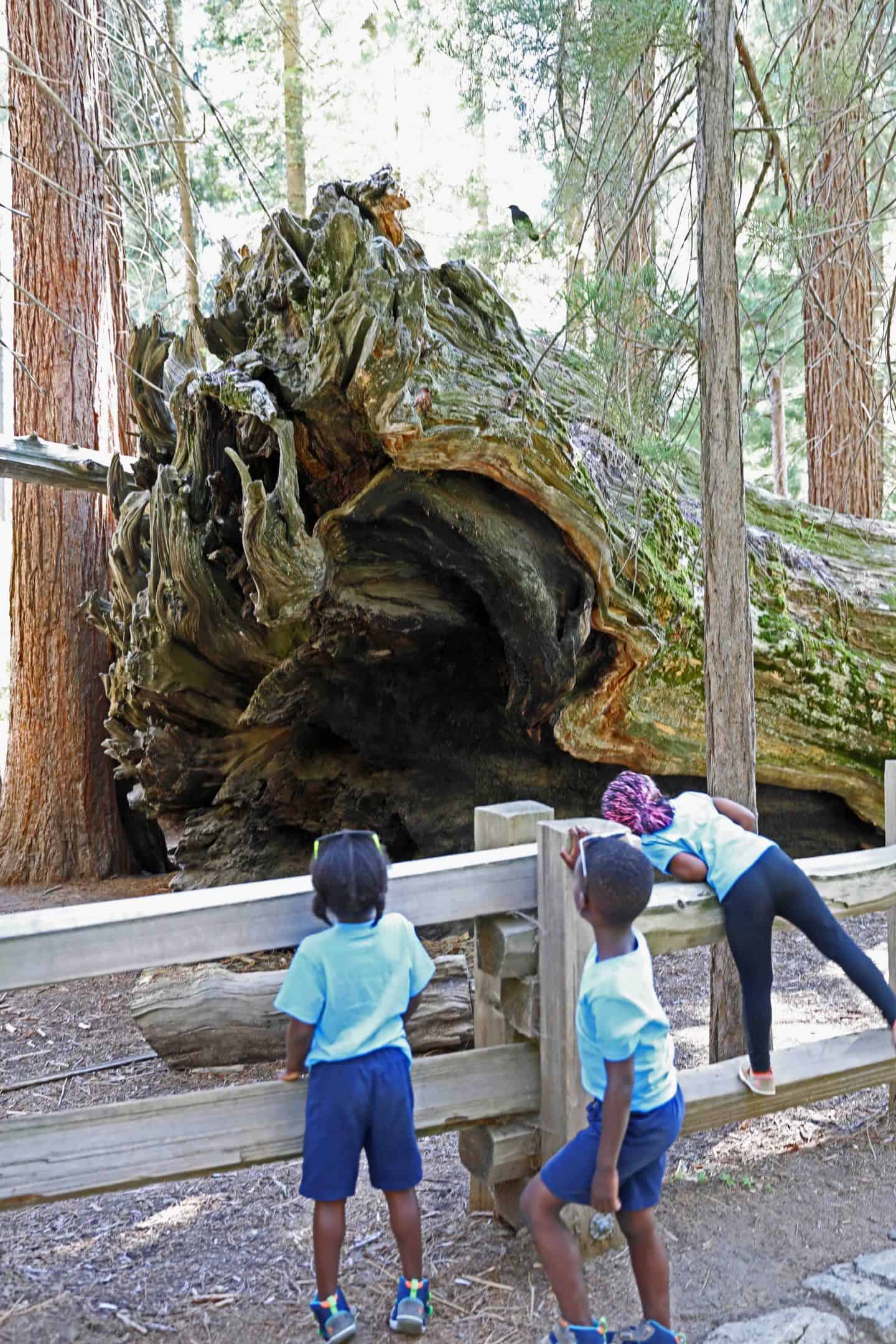 sequoia national park with kids
